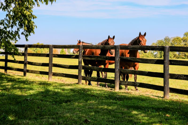 Horse Fence Replacement in Pearland, TX