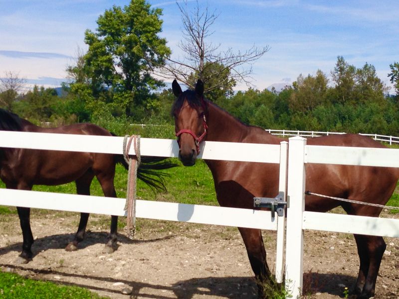 Horse Fence Replacement in Sacramento, CA
